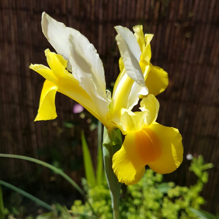 plant image 179073 plant image 179073