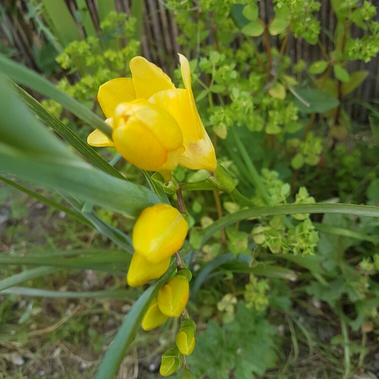 plant image 182462 plant image 182462