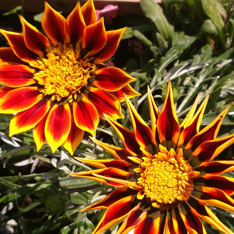 Plant image Gazania 'Daybreak Red Striped'