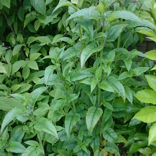 plant image 130535