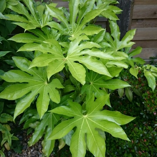 plant image 130540