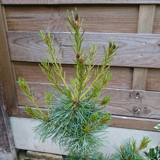 plant image 130597