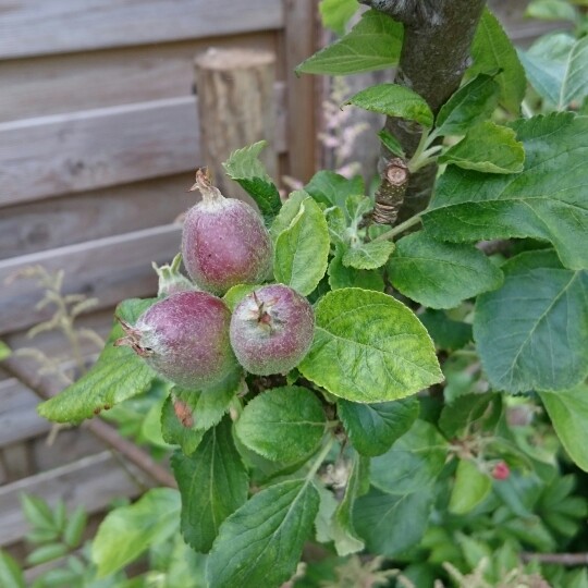 plant image 130616