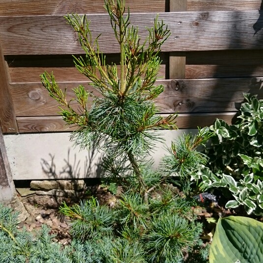Plant image Pinus mugo 'Pumilio'