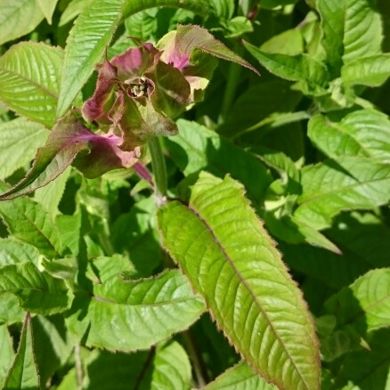 Bergamot 'Loddon Crown'