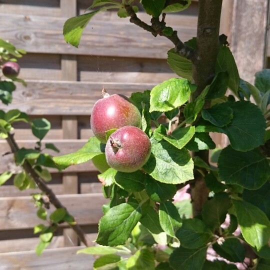 Apple