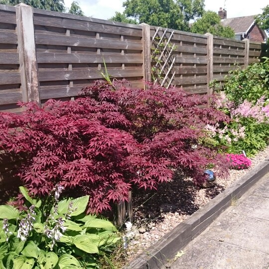Sarah's garden