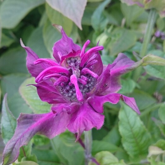 plant image 174015