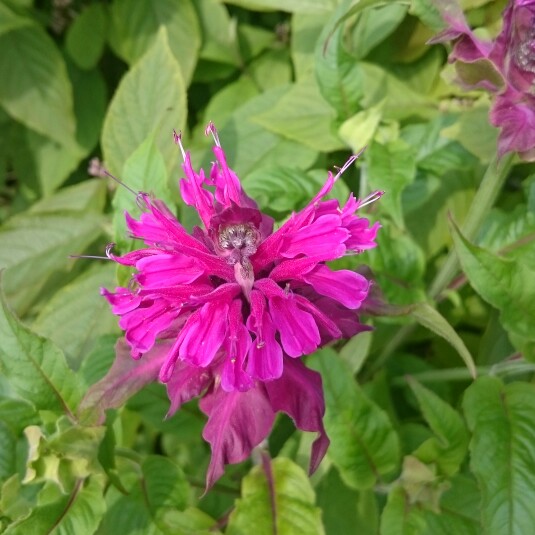 plant image 174016