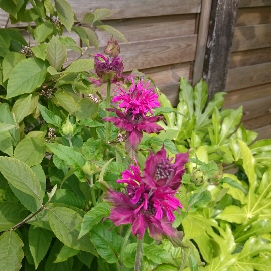 Sarah's garden