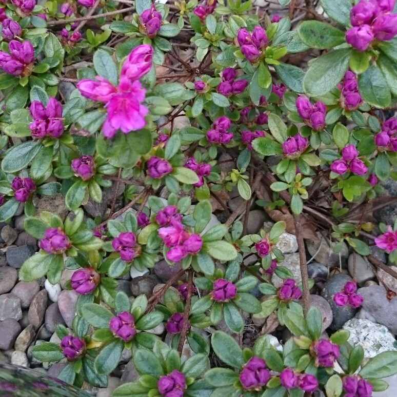 plant image 78477