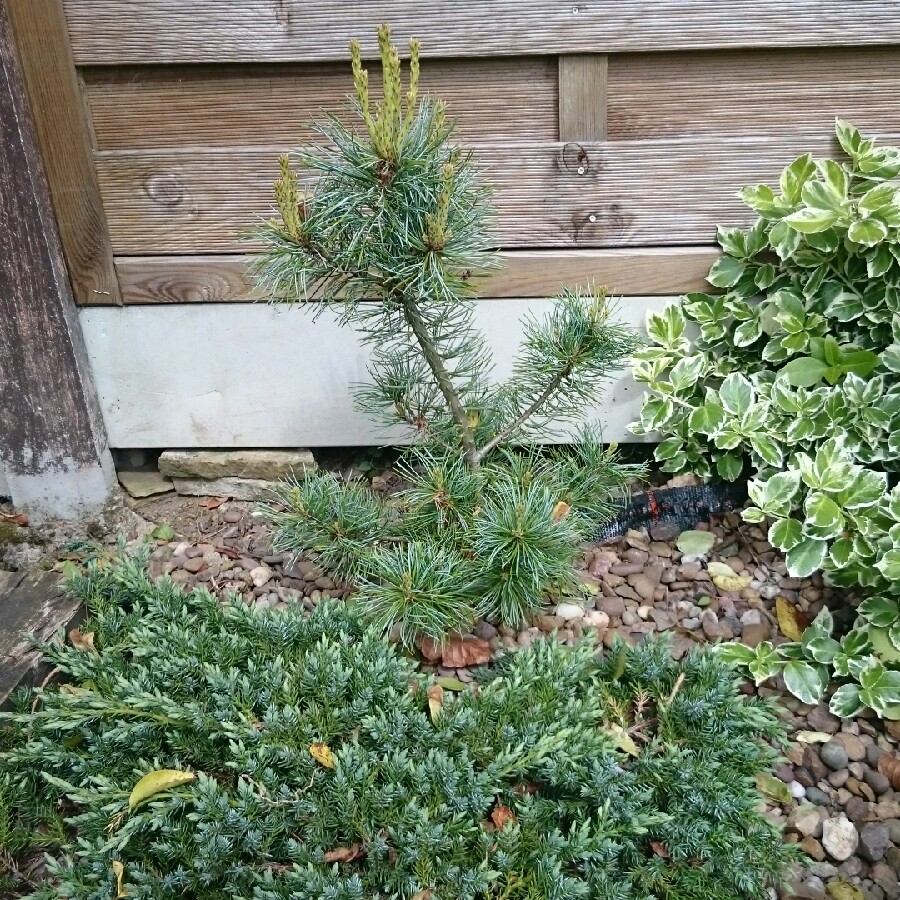 plant image 78502