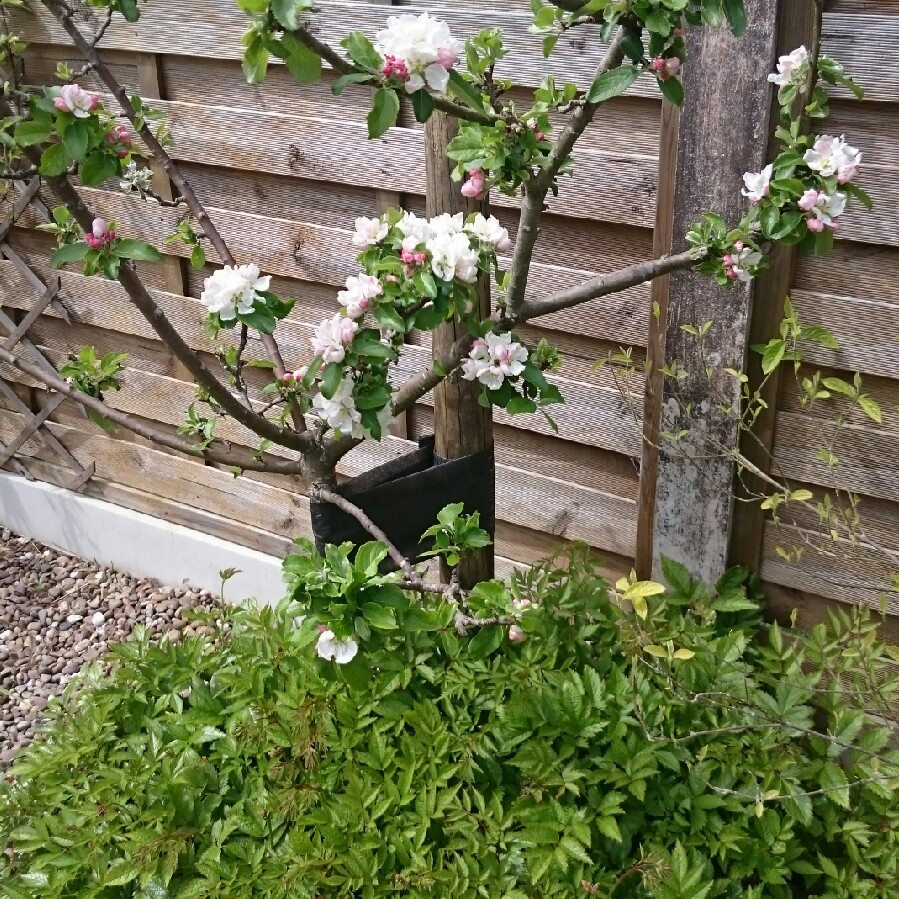 plant image 78563