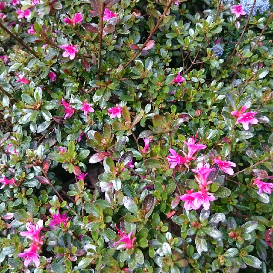 plant image 78583