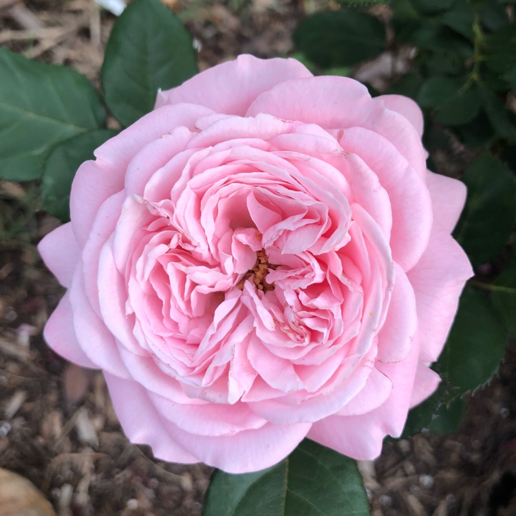 plant image 890063