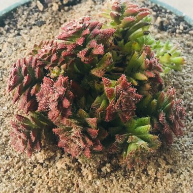 Crassula Setulosa v. Setulosa