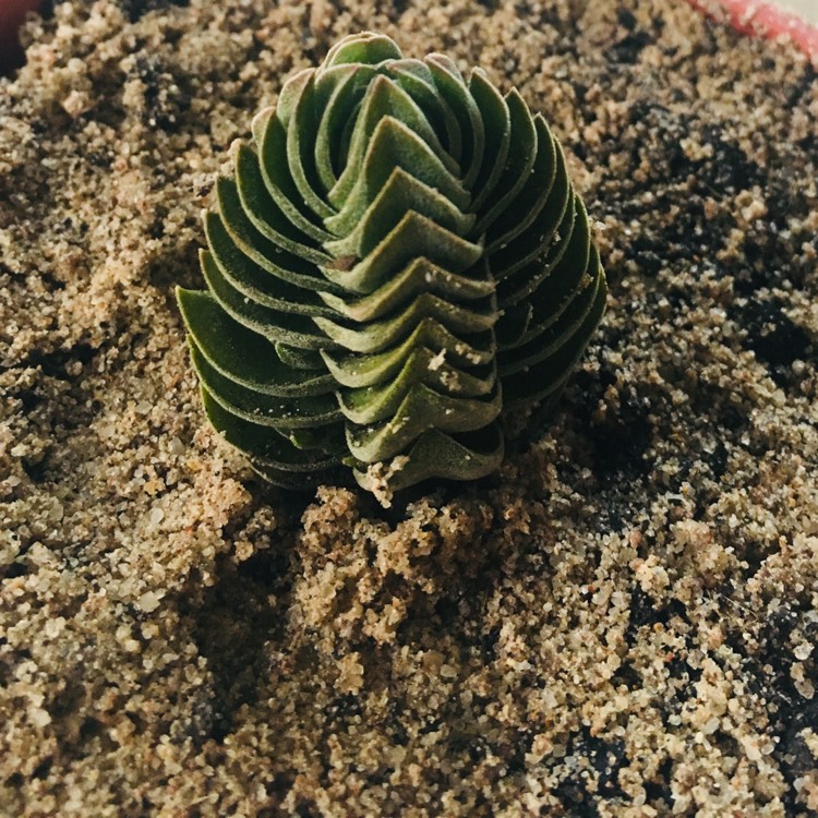 plant image 647245 plant image 647245