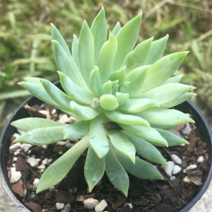 plant image 647462 plant image 647462