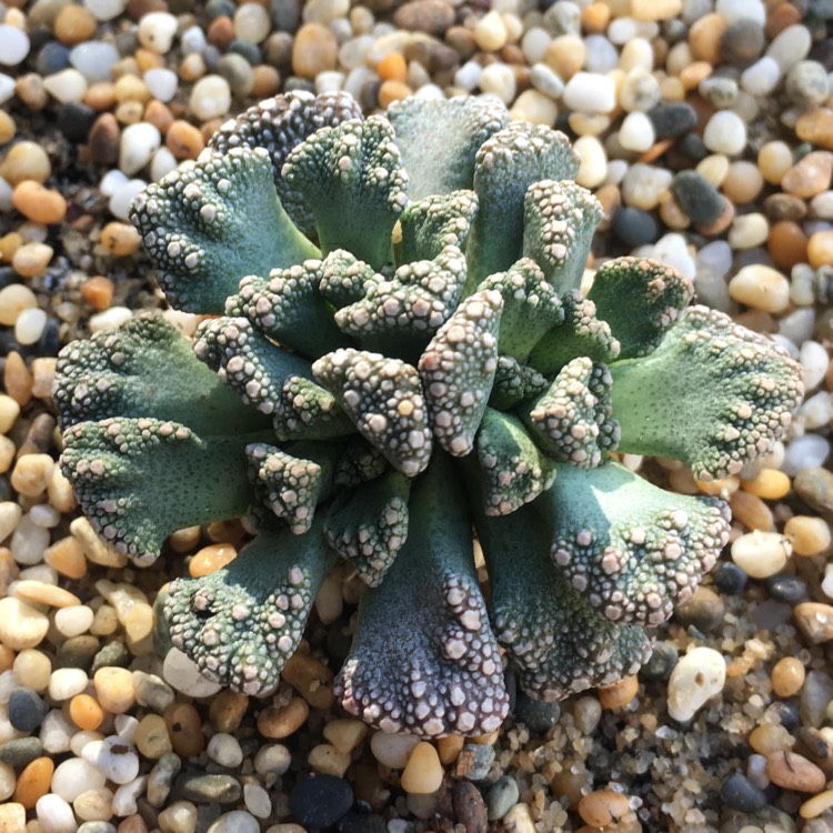 plant image 655544