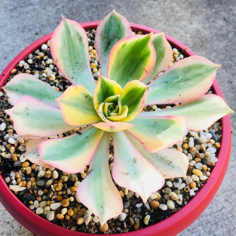 plant image 655549