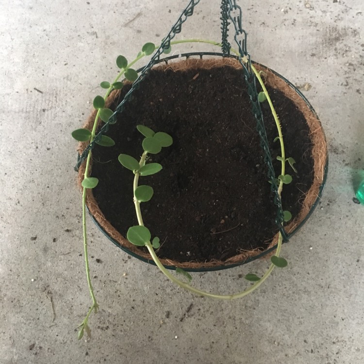 plant image 666162
