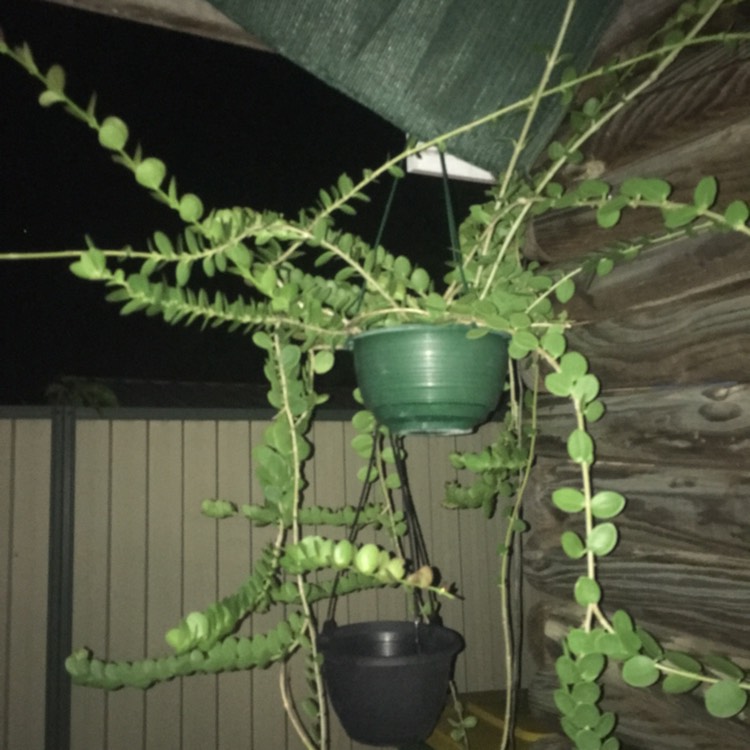 Plant image Hoya cummingiana