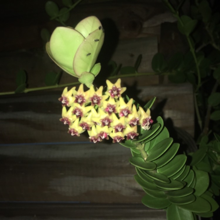 plant image 666171