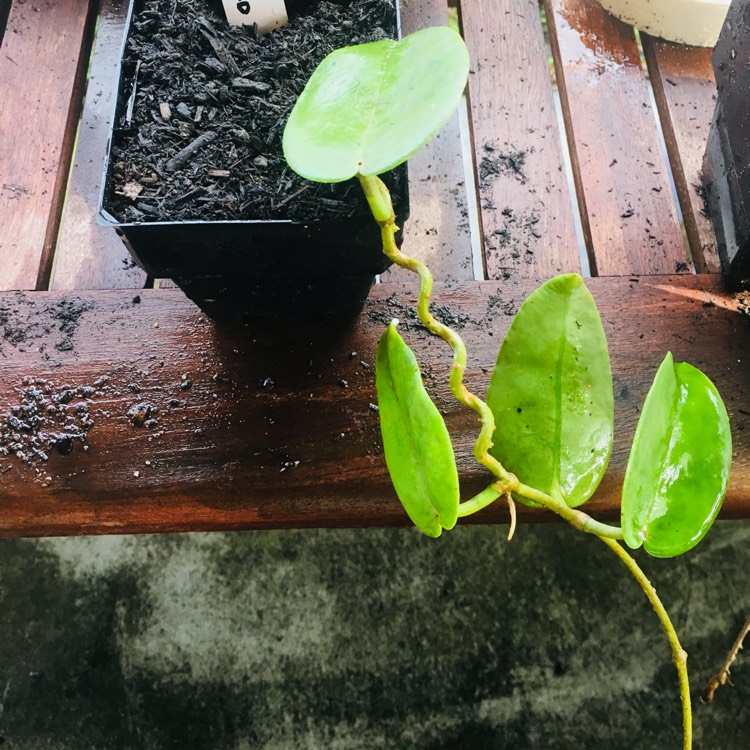 plant image 682036