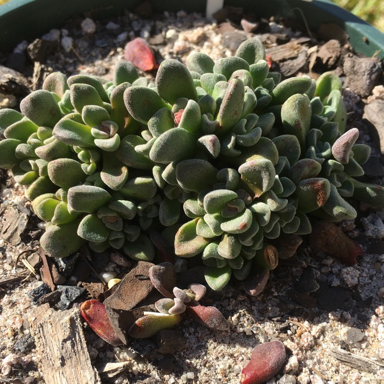 plant image 730887 plant image 730887