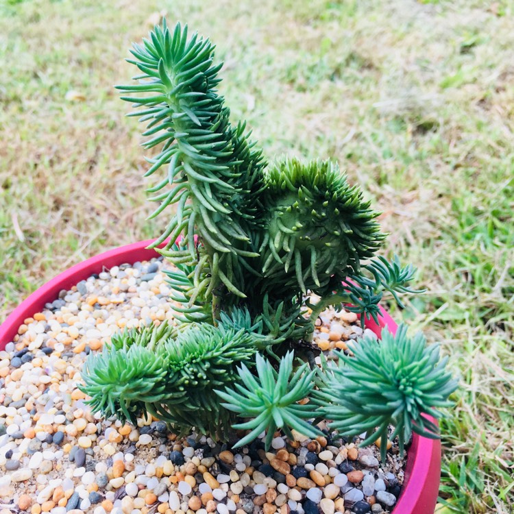 plant image 730937