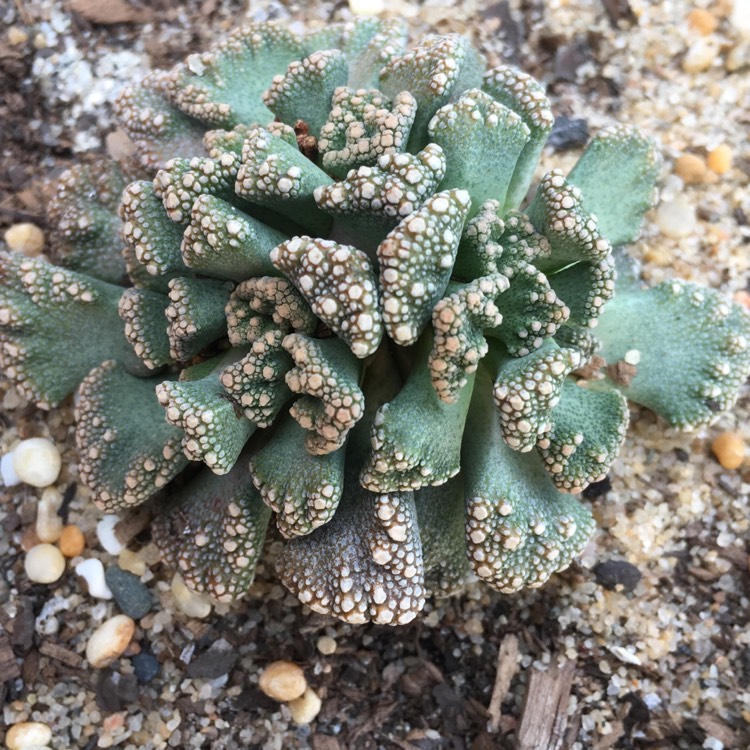 plant image 730949