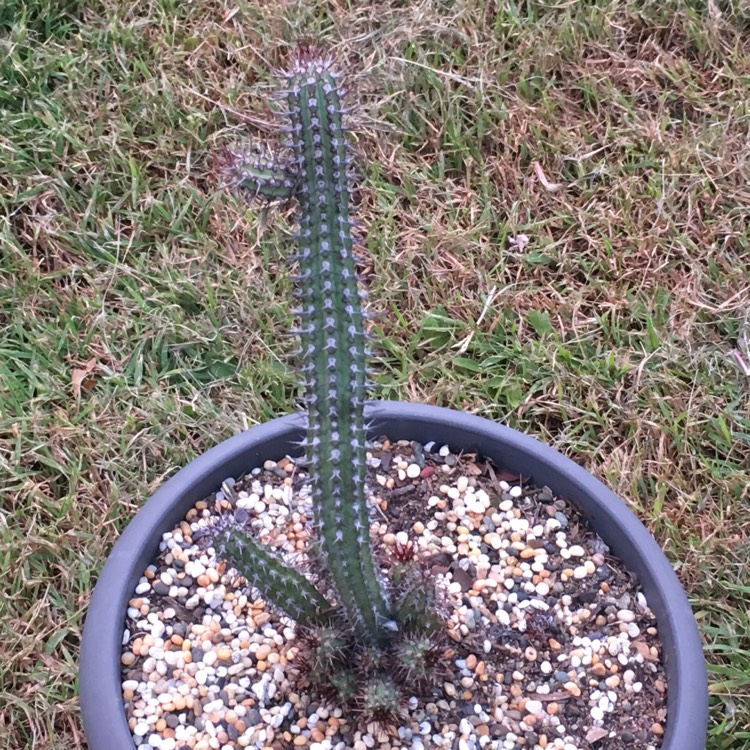 plant image 731049 plant image 731049