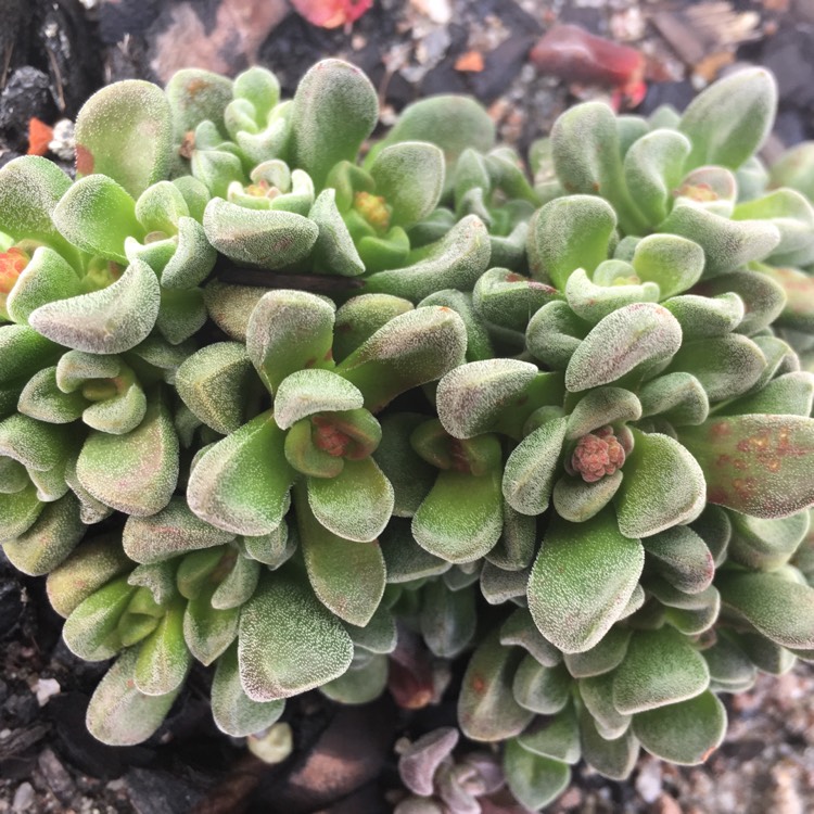 plant image 742640 plant image 742640