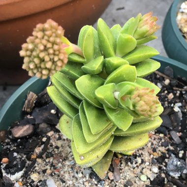 Crassula 'Springtime'
