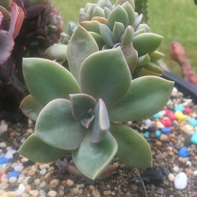 plant image 743781