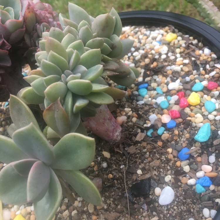 plant image 745031