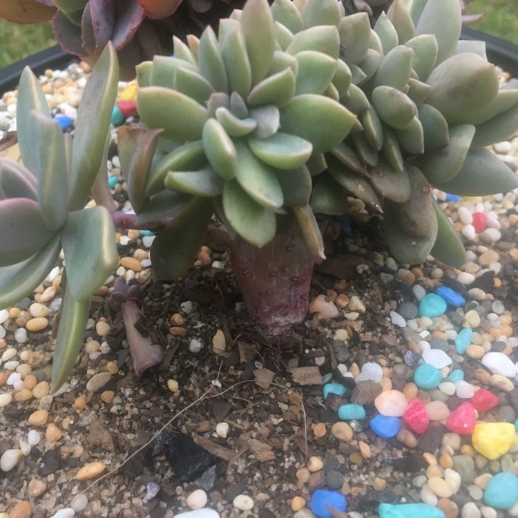 Plant image xGraptoveria Douglas Huth Cristata