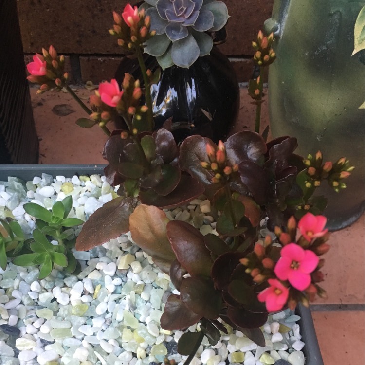 Plant image Kalanchoe Bordeaux