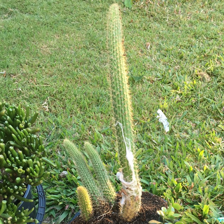 plant image 748761