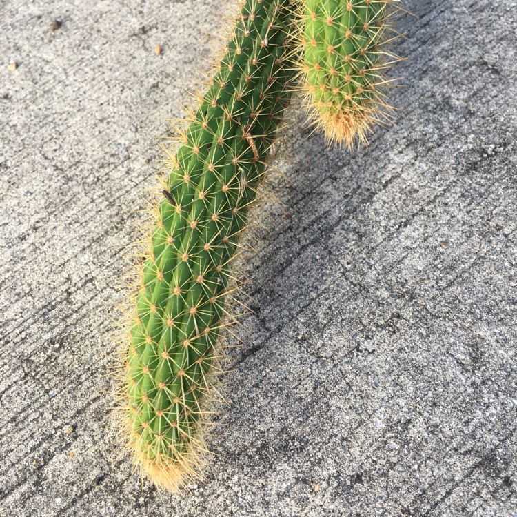 plant image 748767