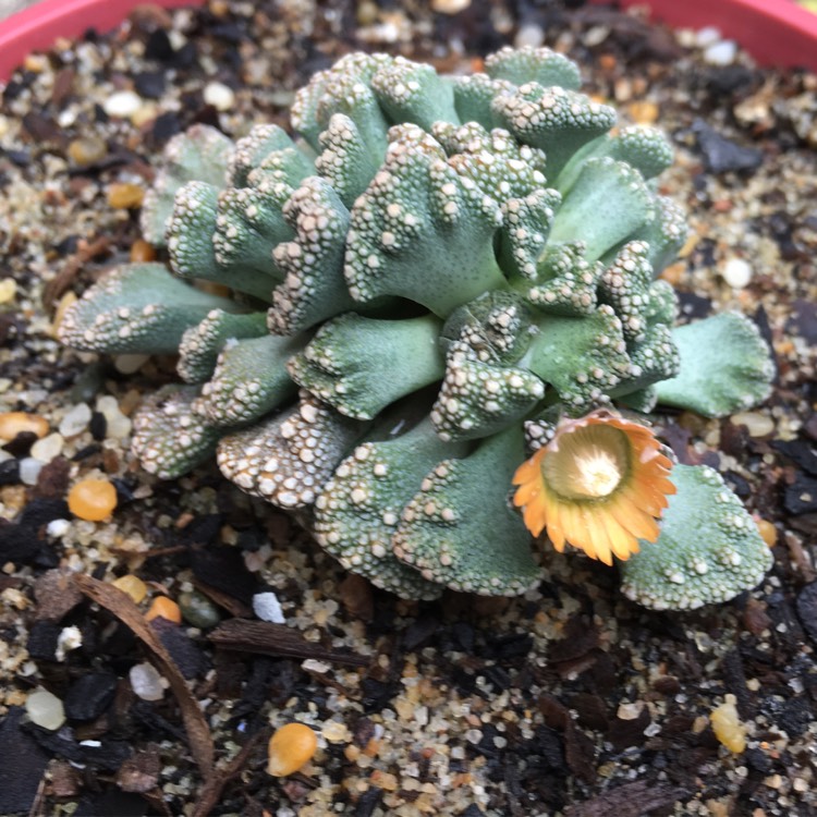 plant image 770193
