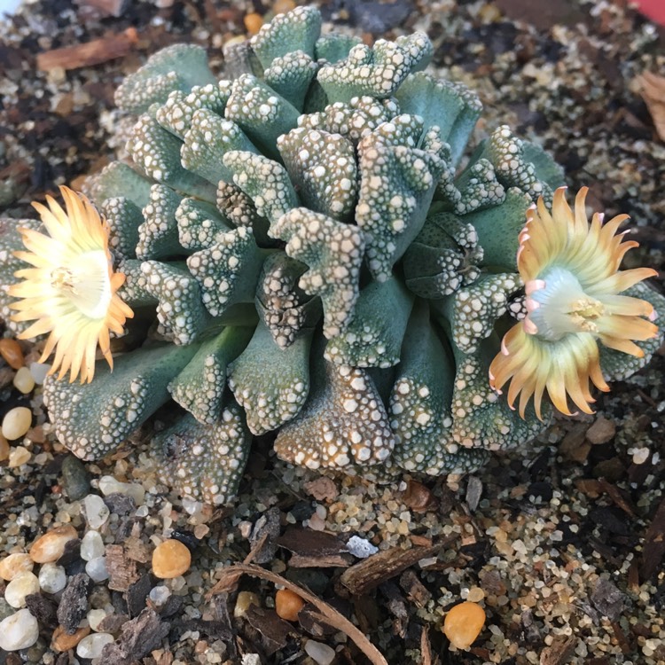 plant image 771580