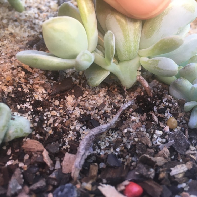 plant image 776702