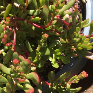Crassula Radicans