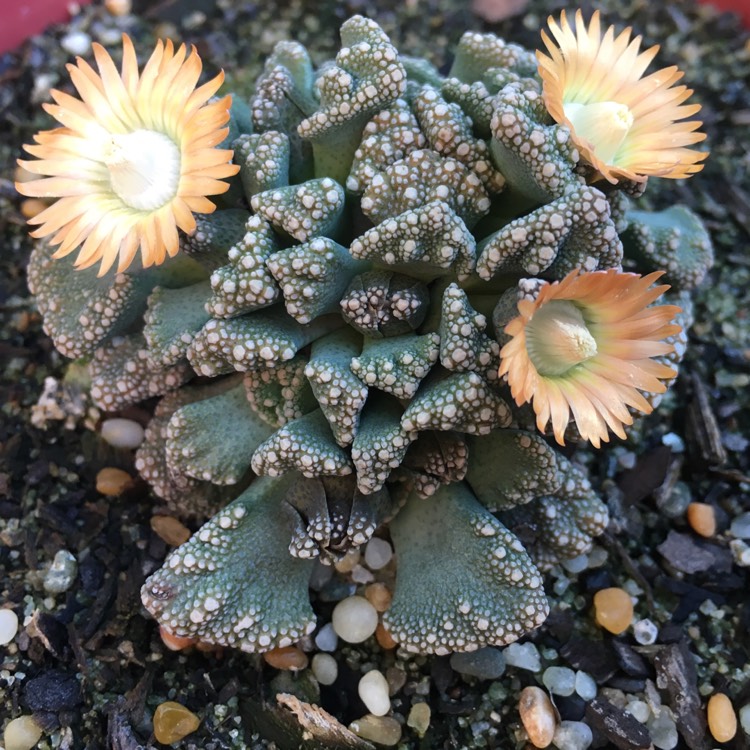 Plant image Titanopsis Calcarea (Living Jewel)