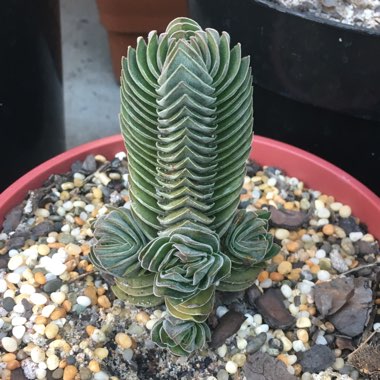 Crassula Kimnachi