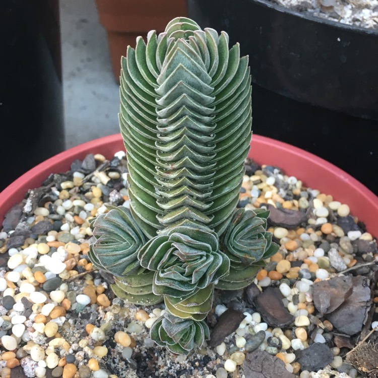 plant image 785563 plant image 785563