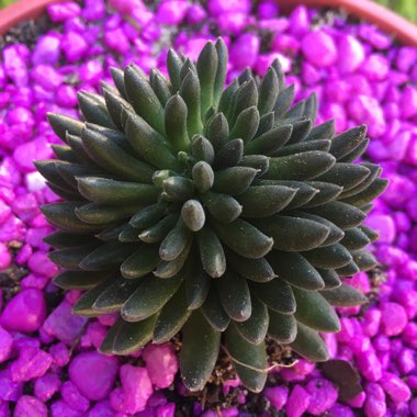 Sinocrassula Yunnanensis