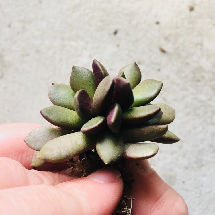 Plant image Anacampseros mariothii