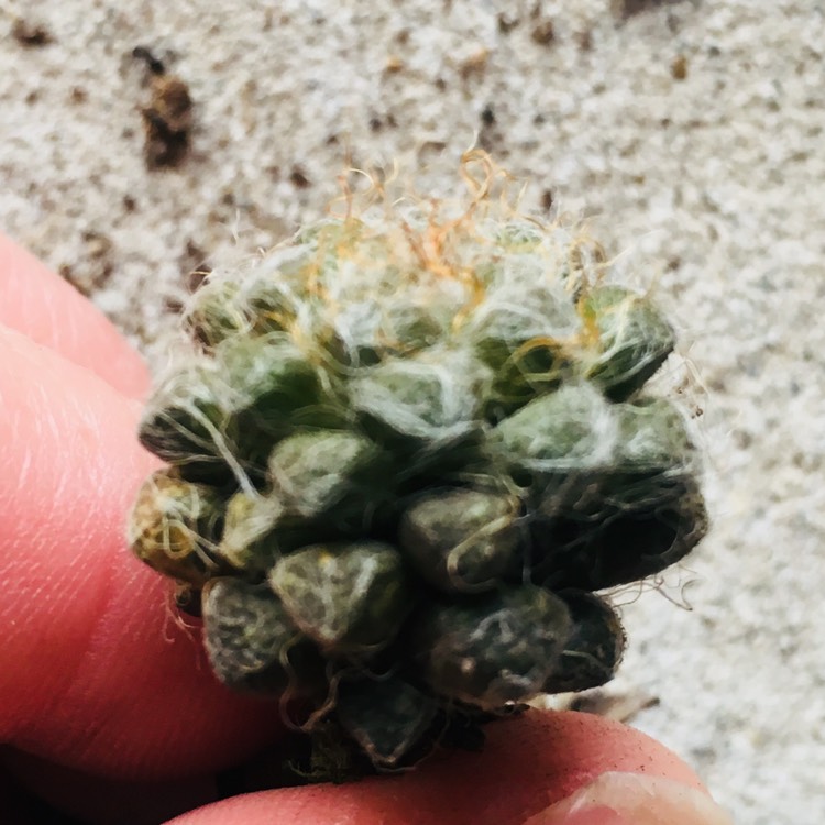 plant image 797183